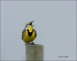 Eastern-Meadowlark;Meadowlark;Sturnella-magna;Singing;one-animal;close-up;color-